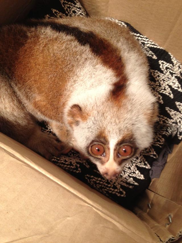 懒猴电子海图手机版(懒猴子代码生成器下载)-第3张图片-QuickQ官网