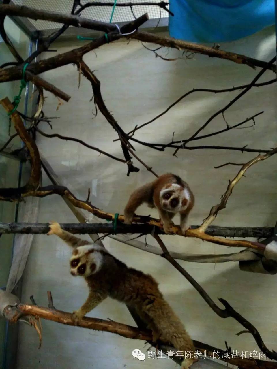 懒猴电子海图手机版(懒猴子代码生成器下载)-第5张图片-QuickQ官网