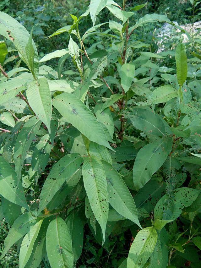 热血传奇手机版酒曲(热血传奇酒曲怎么获得)-第5张图片-QuickQ官网